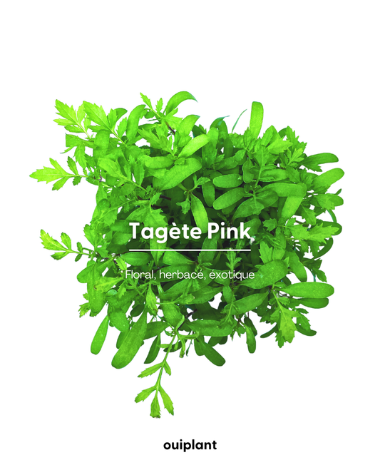 Tagète Pink