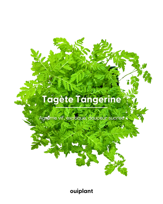 Tagète Tangerine