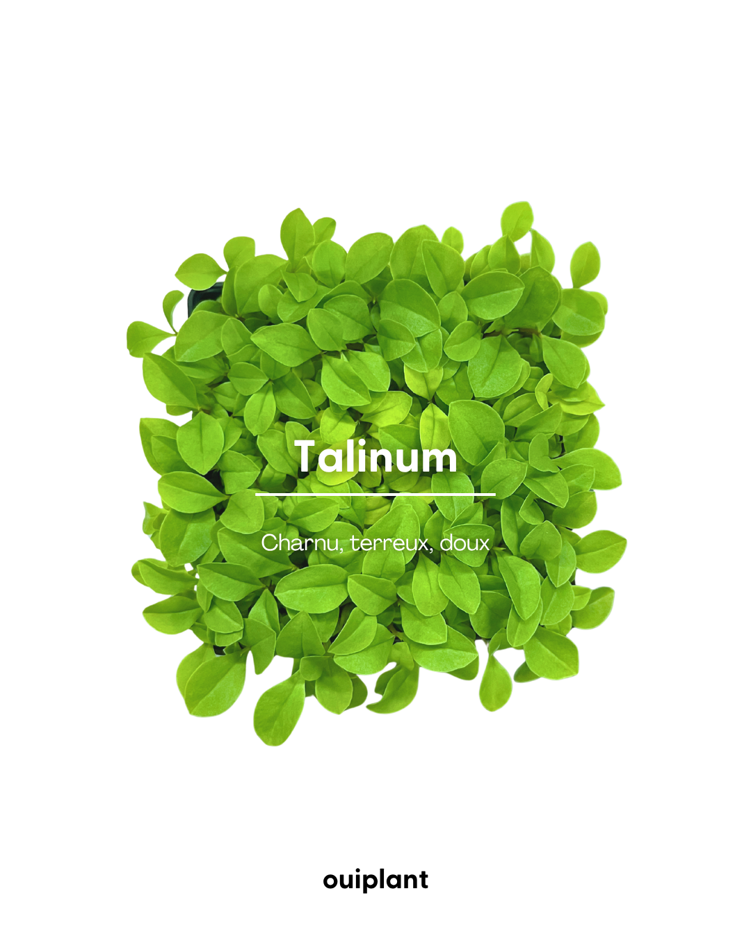 Talinum Pourpier