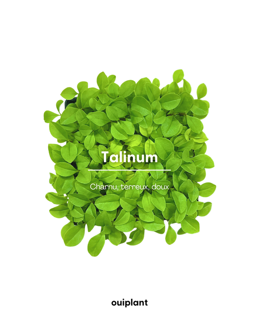 Talinum Pourpier