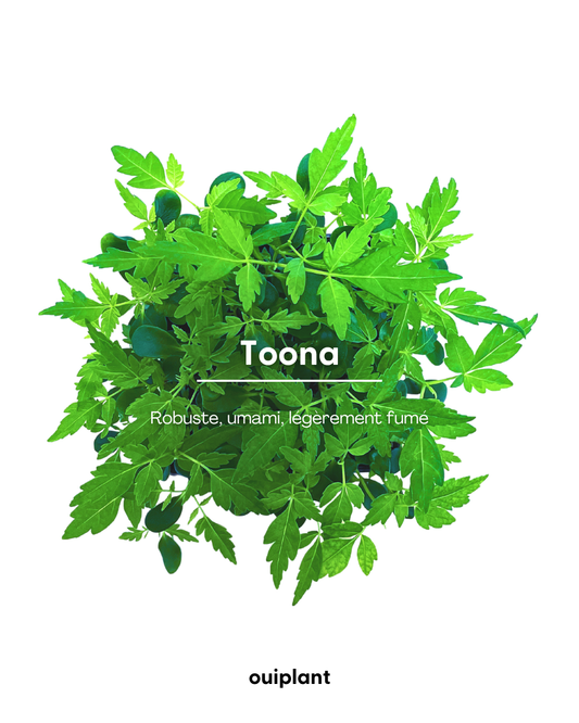 Toona