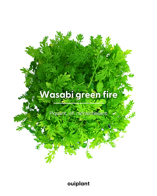 Wasabi Green Fire