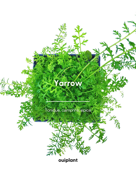 Yarrow (Achillée Millefeuille)