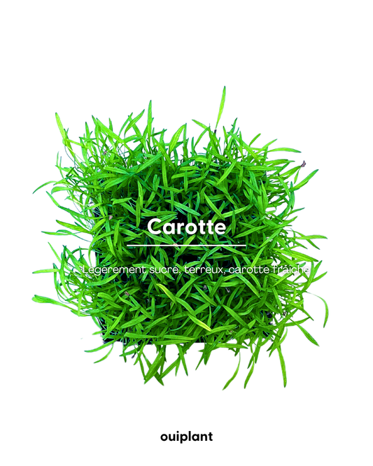 Carotte