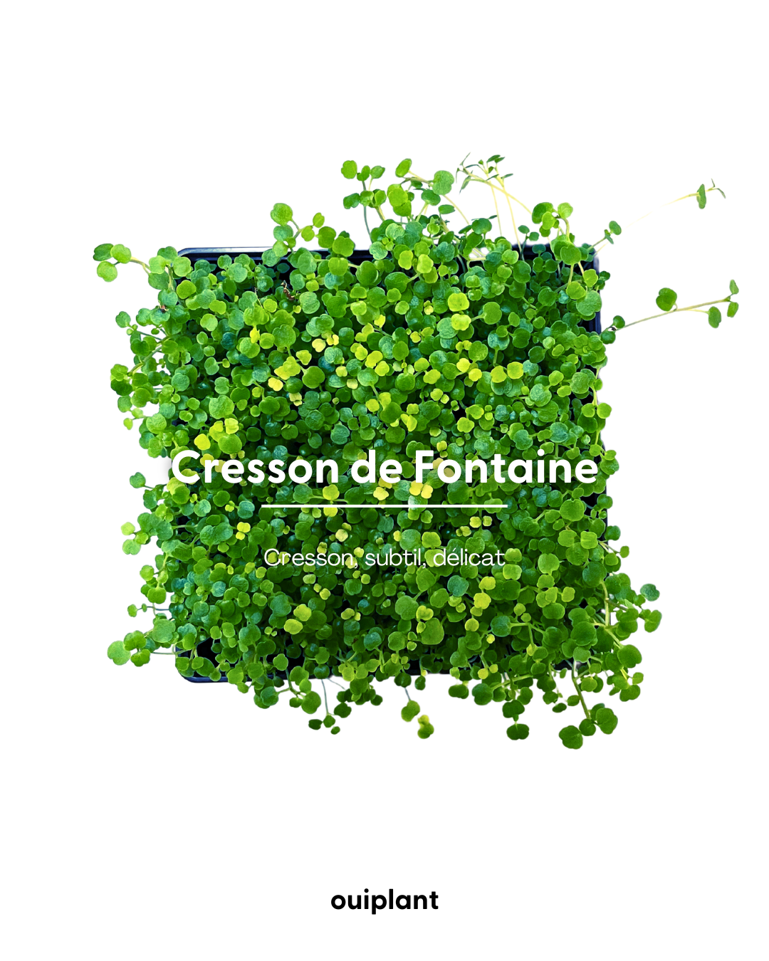 Cresson de Fontaine