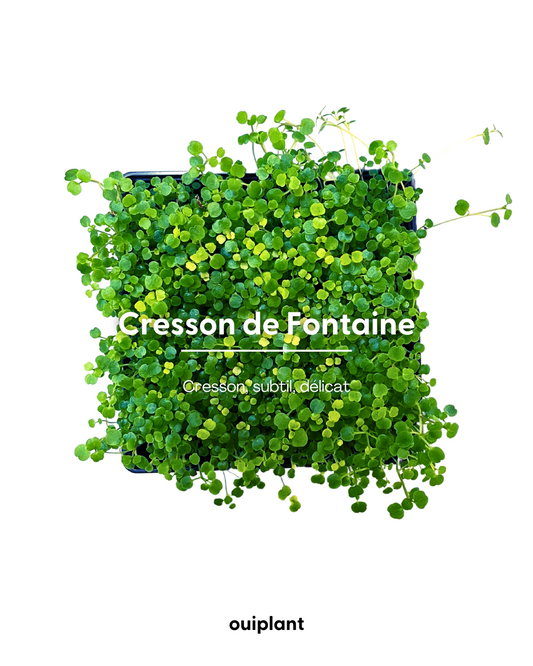 Cresson de Fontaine