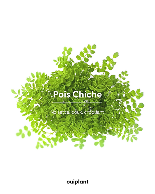 Pois Chiche