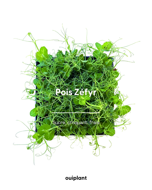 Pois Zéfyr