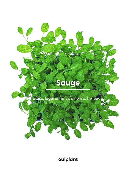 Sauge
