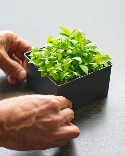 Ouiplant Pro