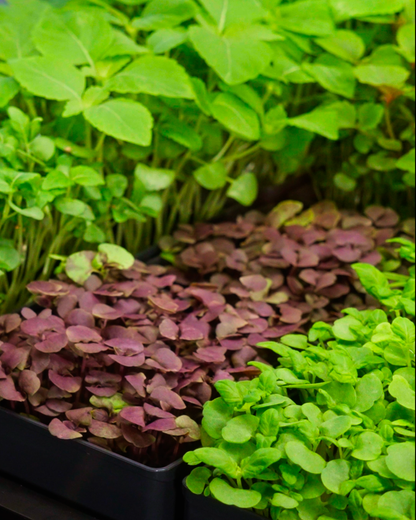 Ouiplant Pro