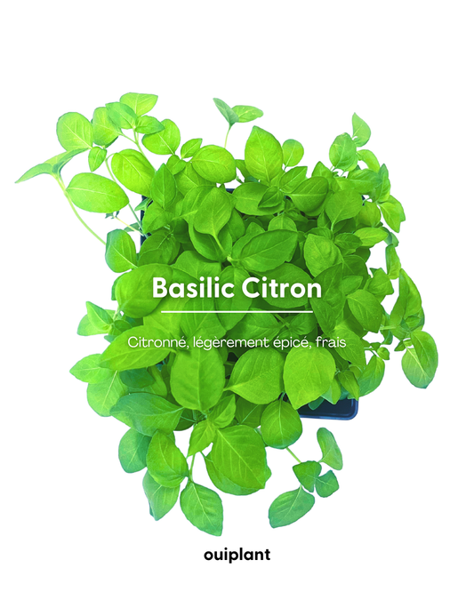 Basilic Citron