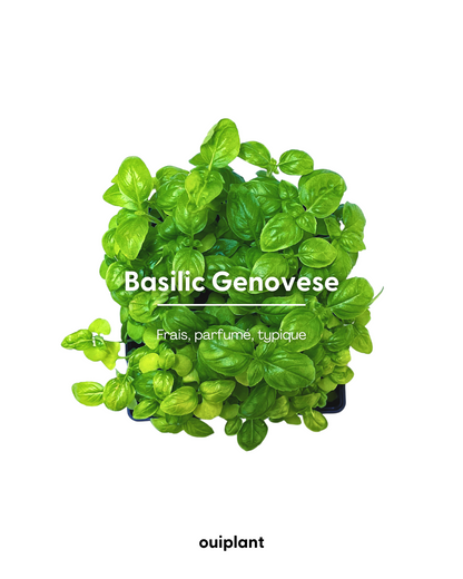 Basilic Genovese