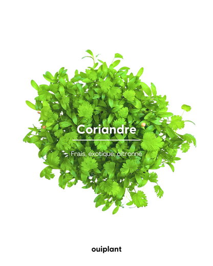 Coriandre