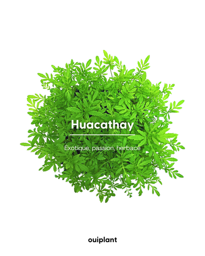Huacatay