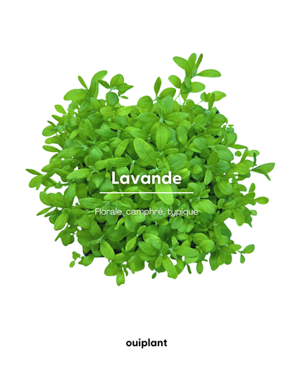 Lavande