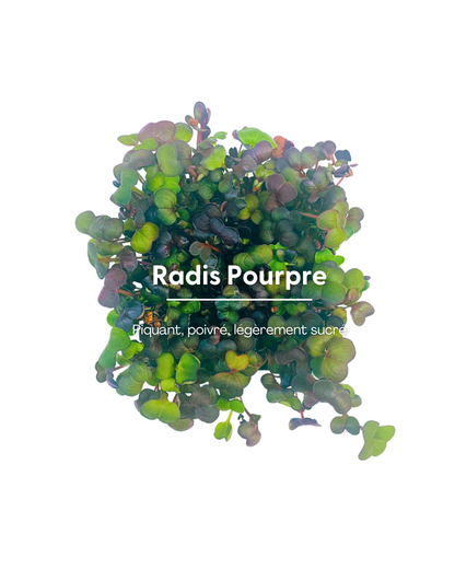 Radis Pourpre