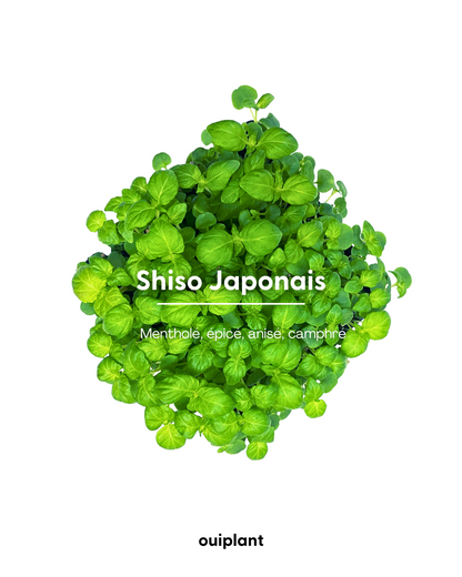 Shiso Vert Japonais