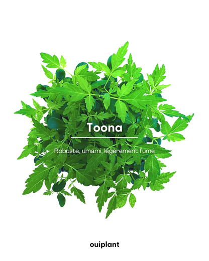 Toona