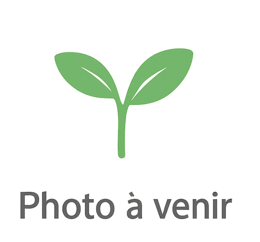 Basilic Pourpre